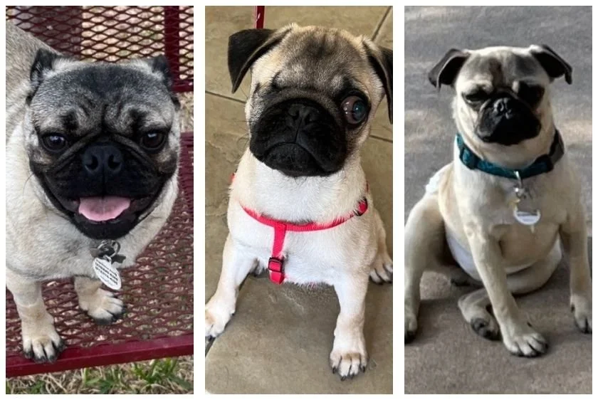 Pug Rescue Transformations | Pug Rescue of Austin